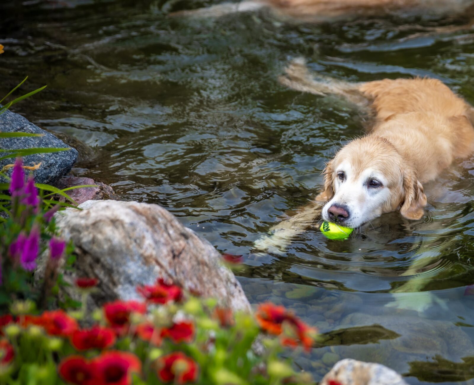 Golden retriever swimming in a pond with a tennis ball in its mouth, surrounded by colorful flowers and rocks.
