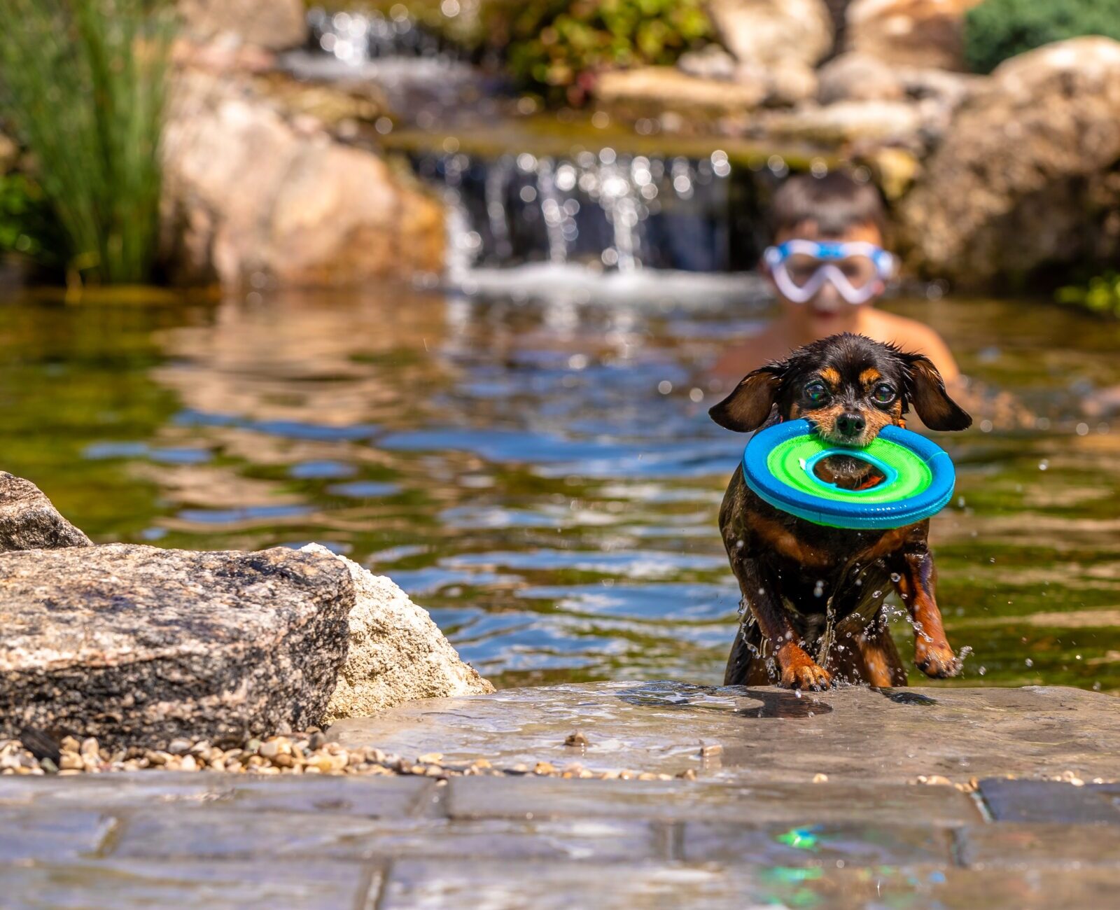 A dog with a frisbee exits a pond, while two people with goggles swim in the background near rocks and plants.