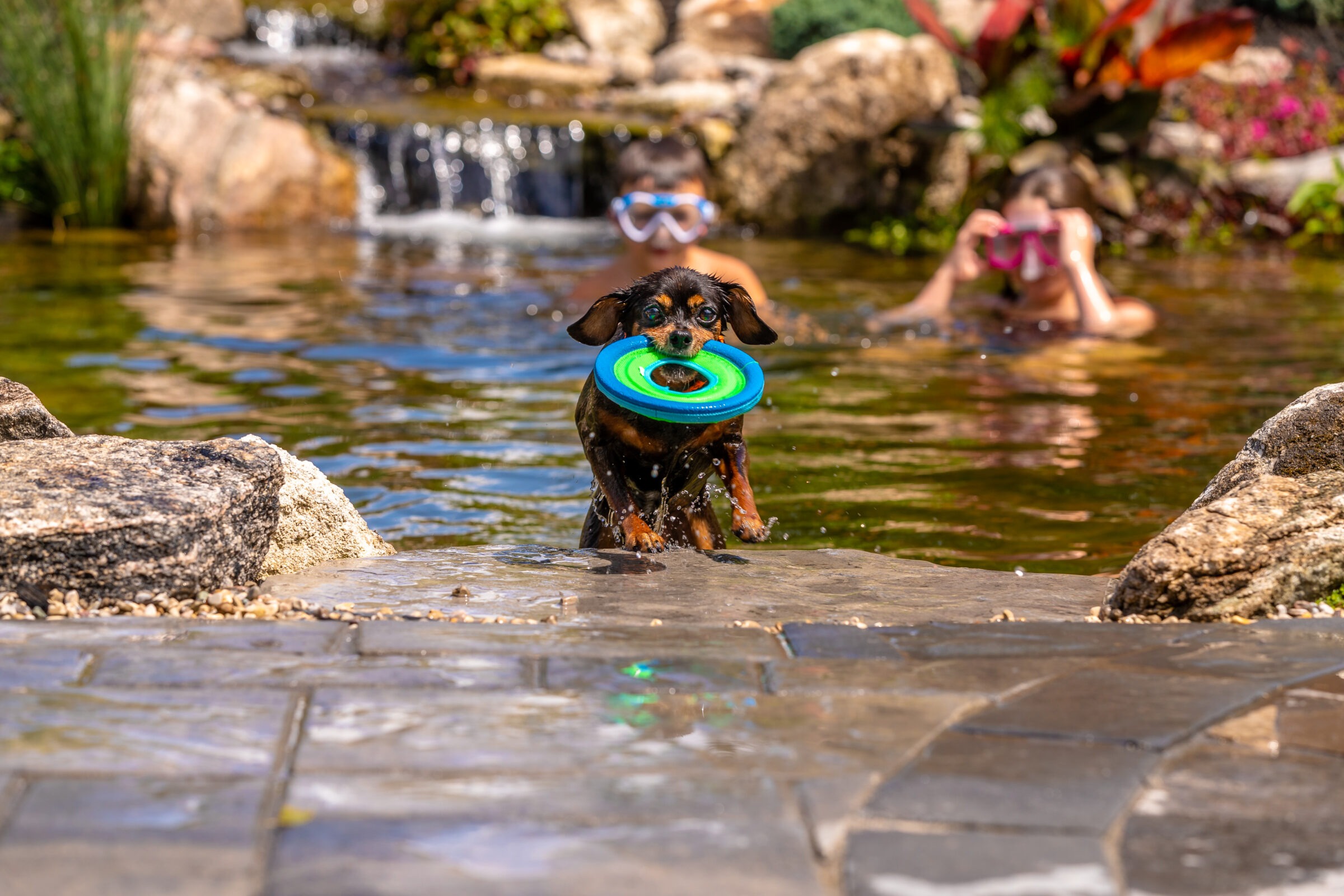 A dog jumps out of a pond with a frisbee, as two people swim in the background, surrounded by rocks and plants.