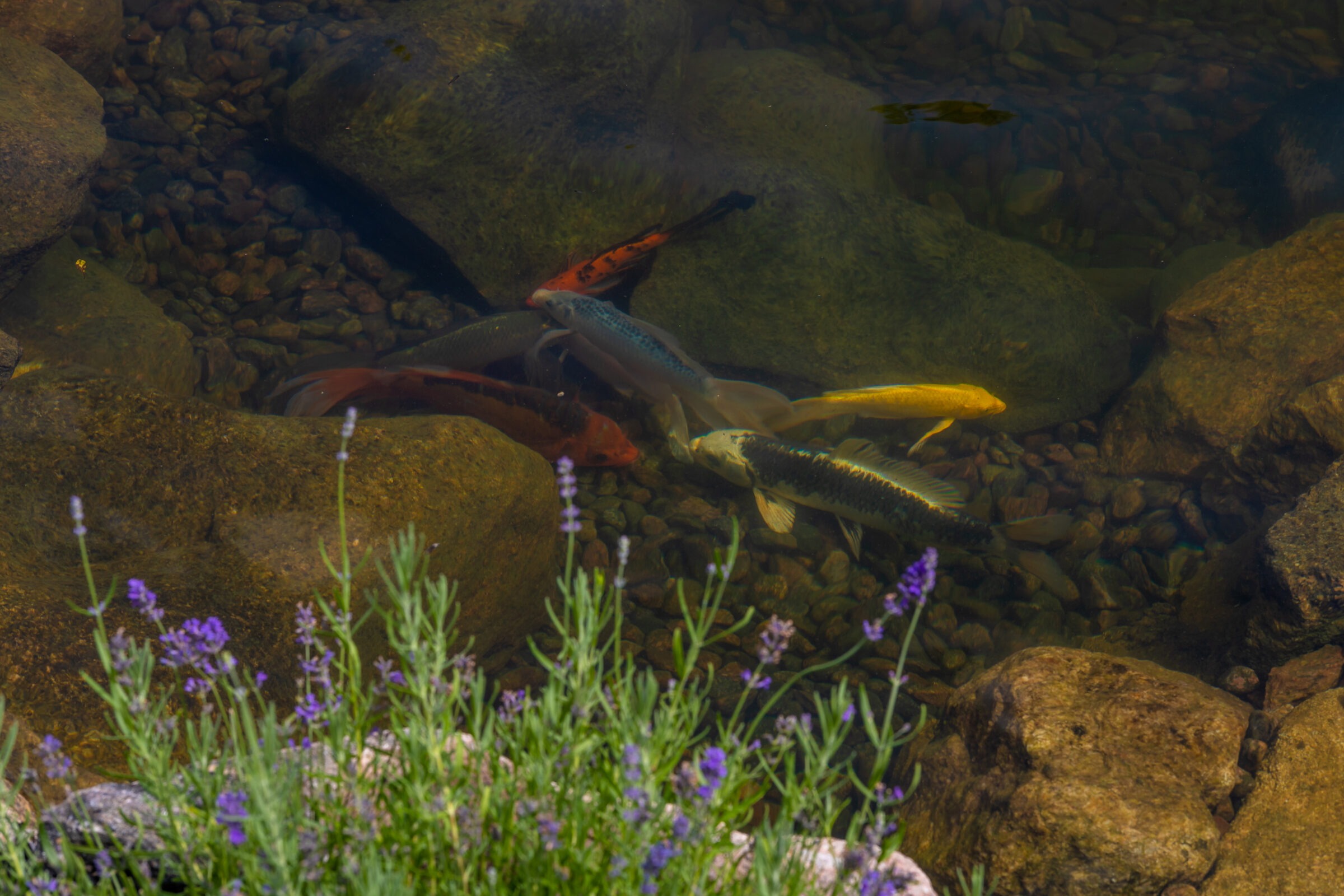 Colorful koi fish swim among rocks and pebbles in a clear pond, bordered by blooming purple flowers and lush green foliage.