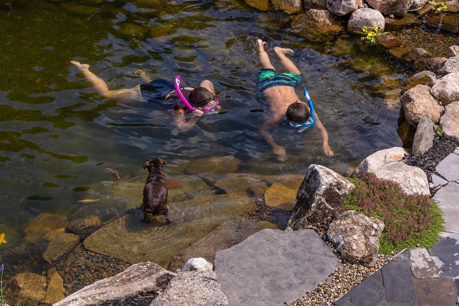 Two people snorkel in a pond next to rocks. A dog stands nearby, observing the scene. Natural and serene environment.