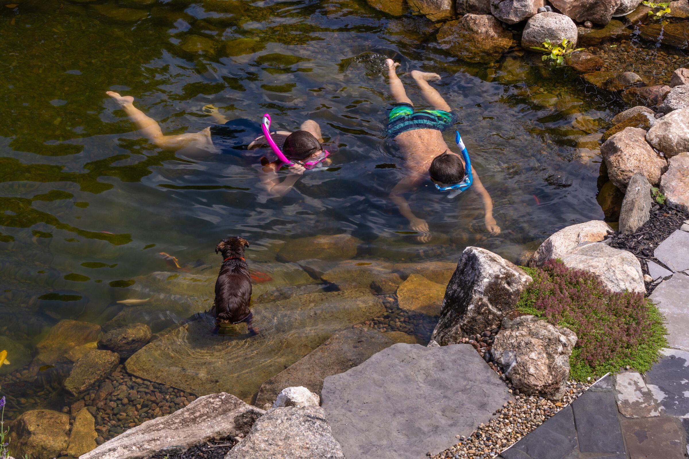 Two people snorkel in a rocky pond while a dog watches from the shallow edge, surrounded by stones and greenery.