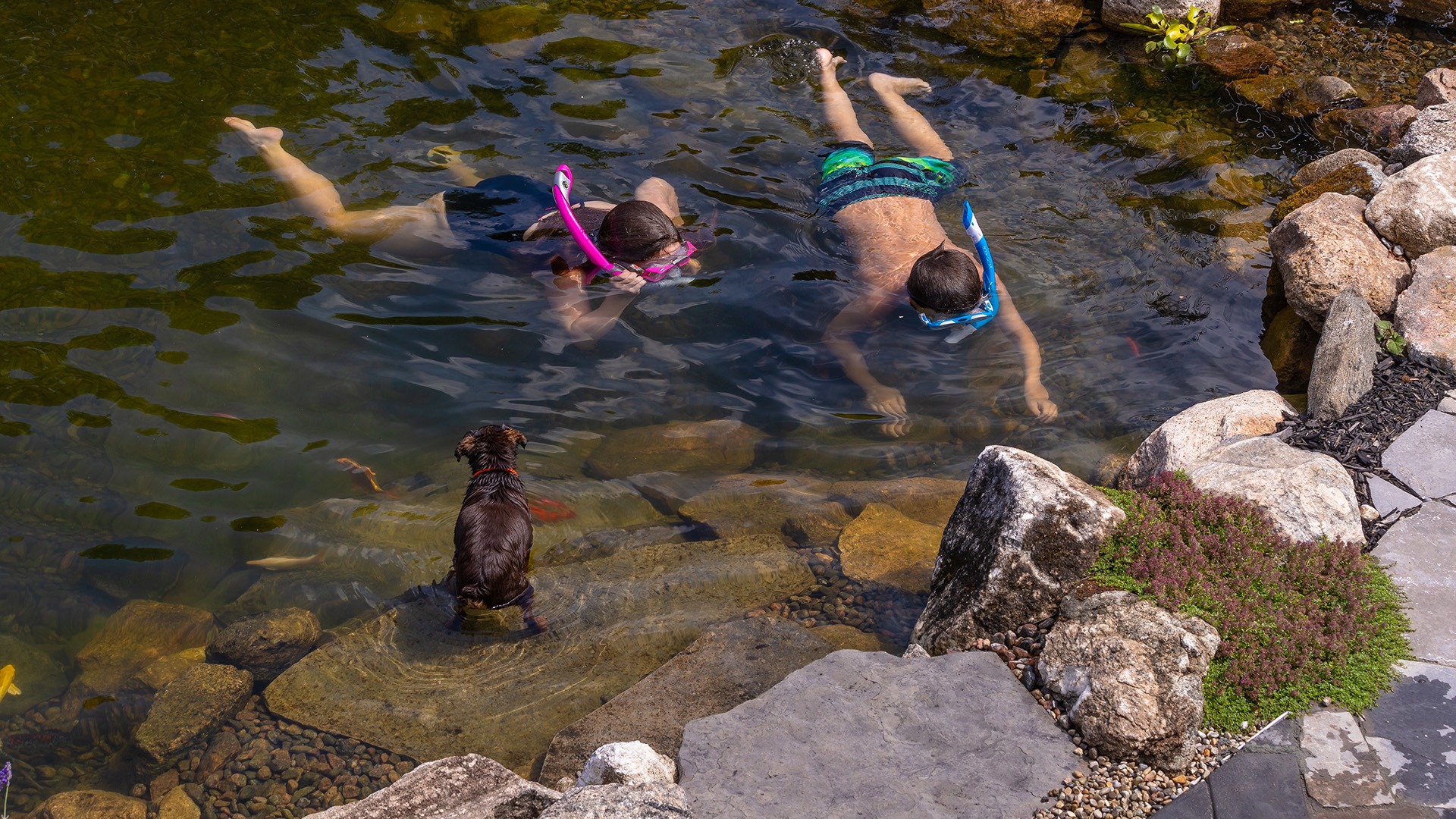 Two people snorkeling in a rocky pond, observed by a small dog, surrounded by rocks and greenery.