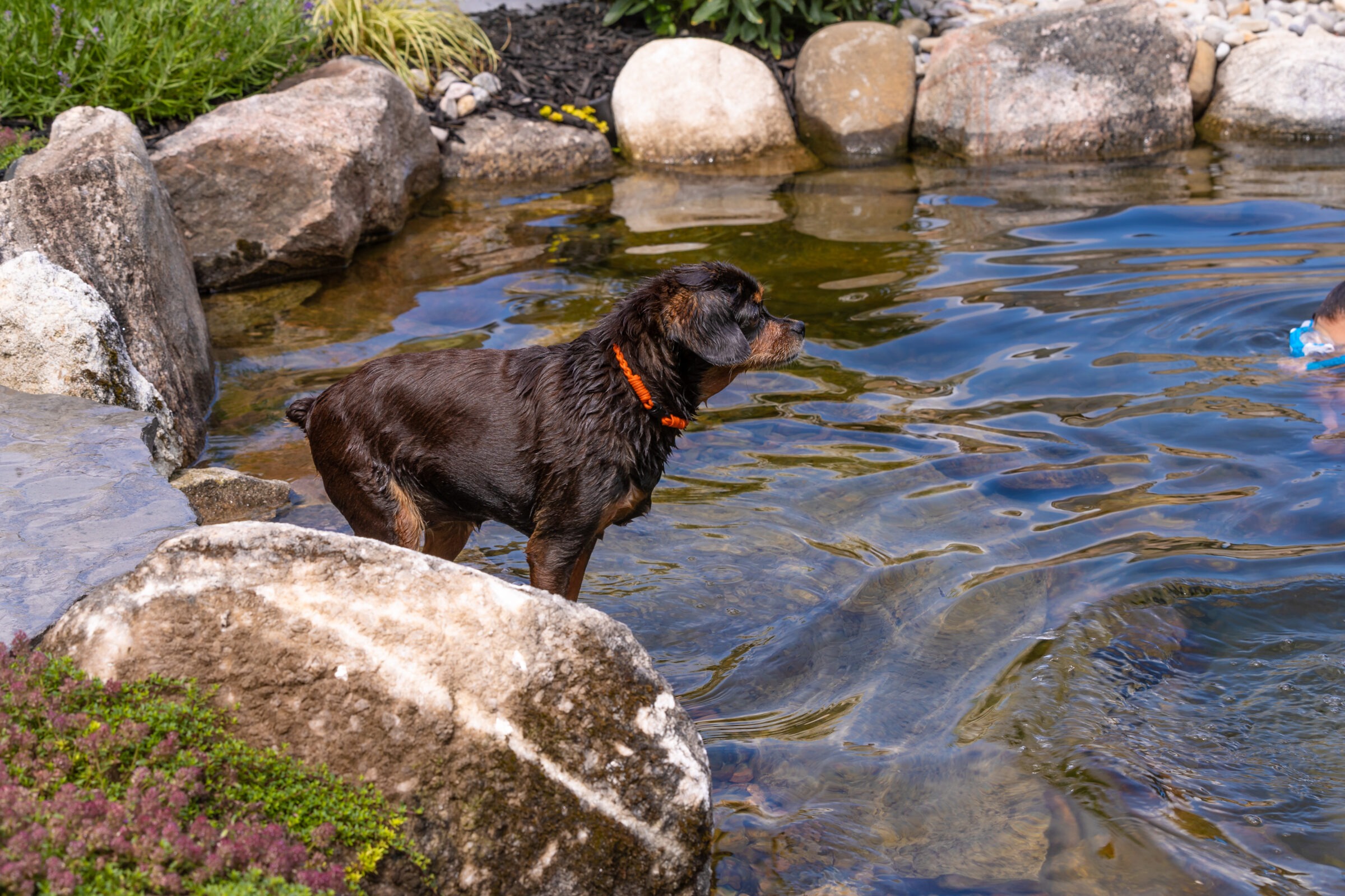 A dog with an orange collar stands by a rocky pond, watching a person swim with a snorkel in clear water.