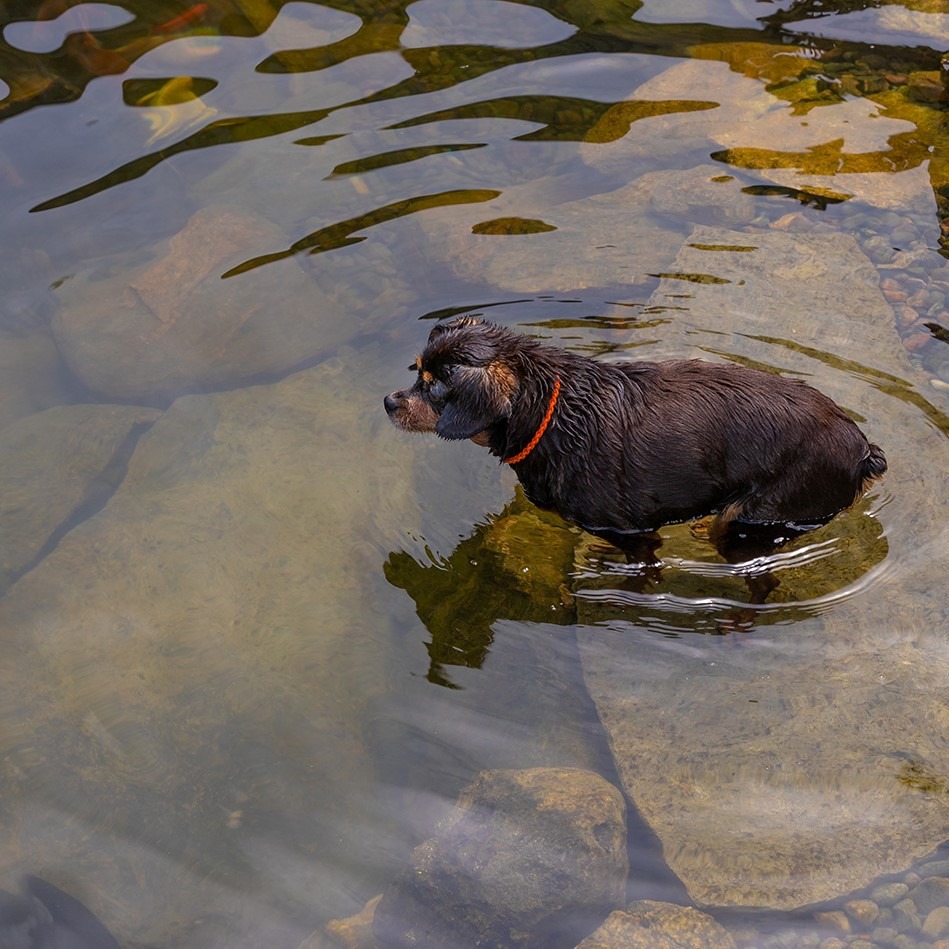 A small dog with a black and brown coat stands in shallow, clear water surrounded by stones and rippling reflections.