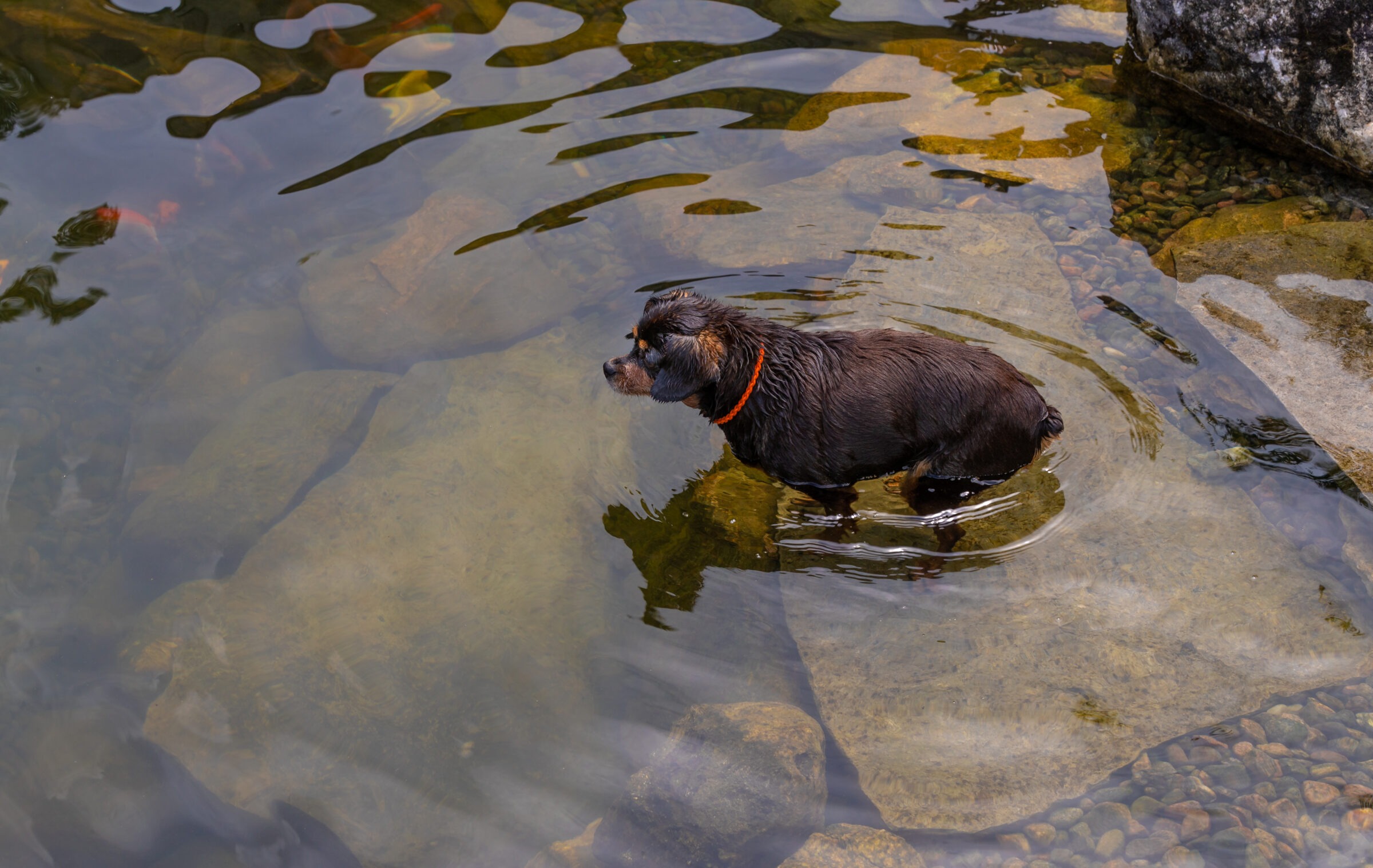 A dog with a dark coat and orange collar stands in shallow, clear water surrounded by rocks, exploring its surroundings.