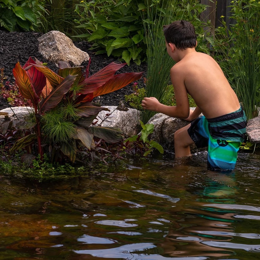 A person in colorful swim trunks stands in a garden pond, surrounded by lush greenery and rocks, looking closely at the plants.