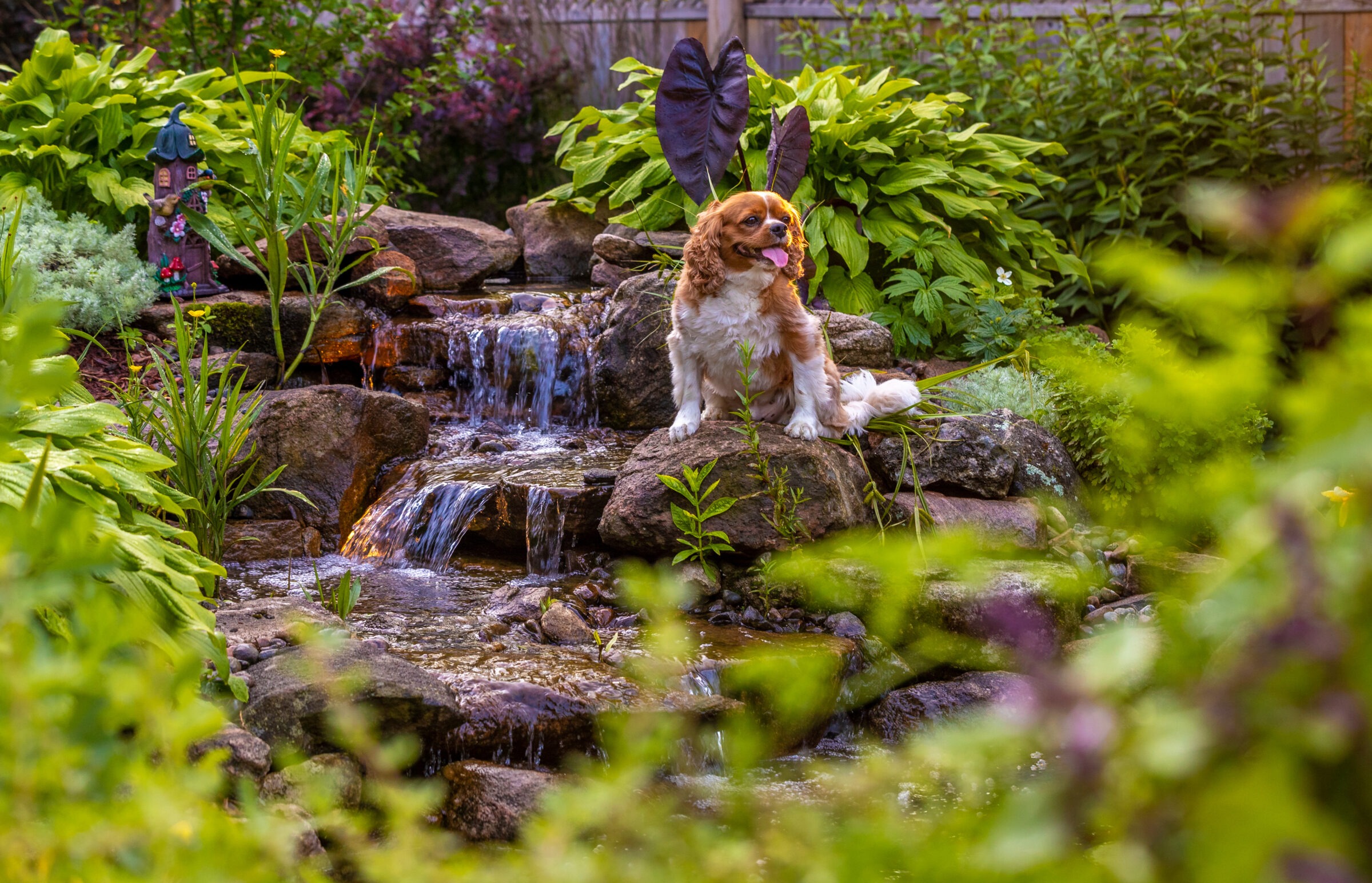 A small dog sits on rocks beside a cascading garden waterfall, surrounded by lush greenery and a decorative miniature house.