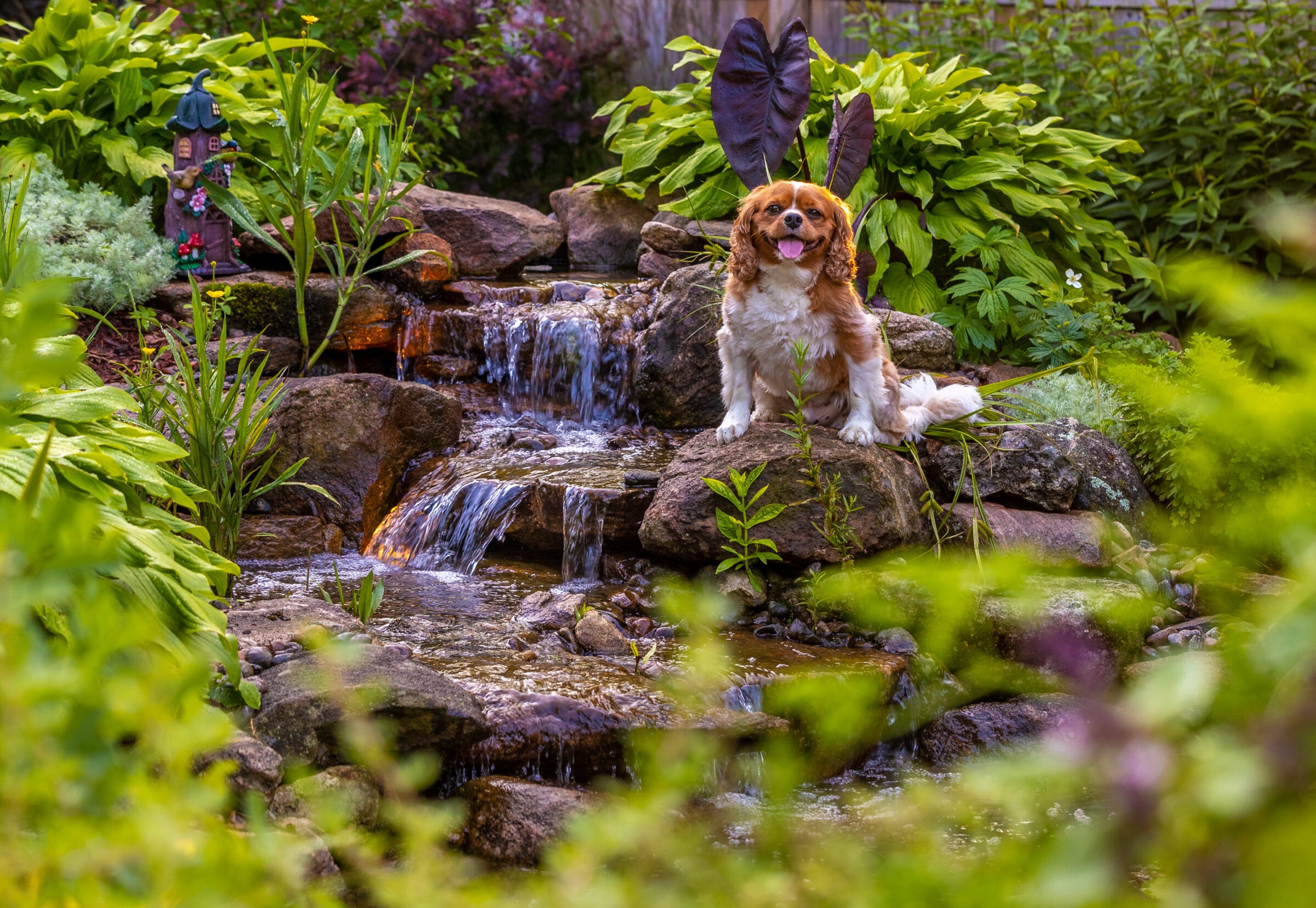 A small dog sits on rocks by a garden waterfall surrounded by lush greenery, with decorative statue nearby.