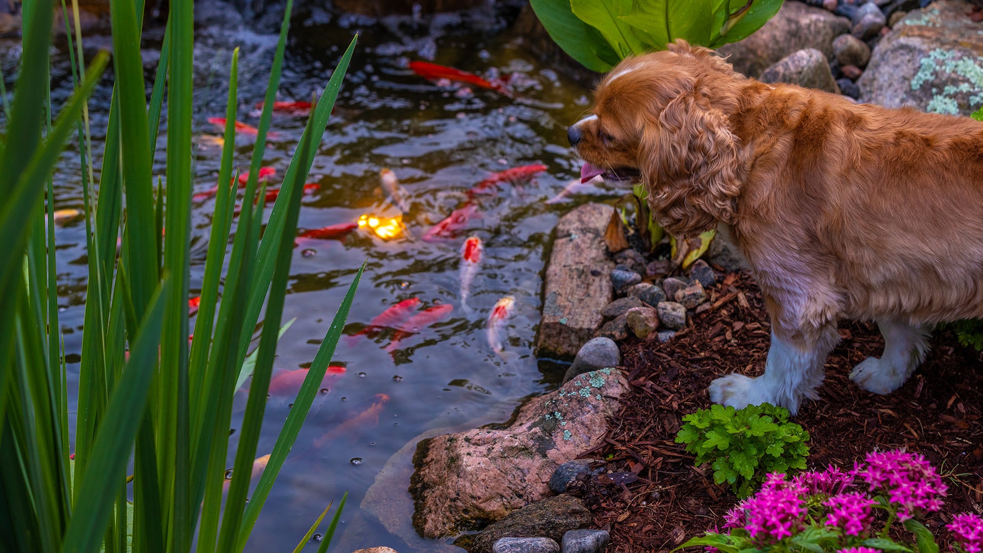 A dog watches colorful koi fish swimming in a pond surrounded by stones and plants. Lush greenery and flowers add to the peaceful scene.