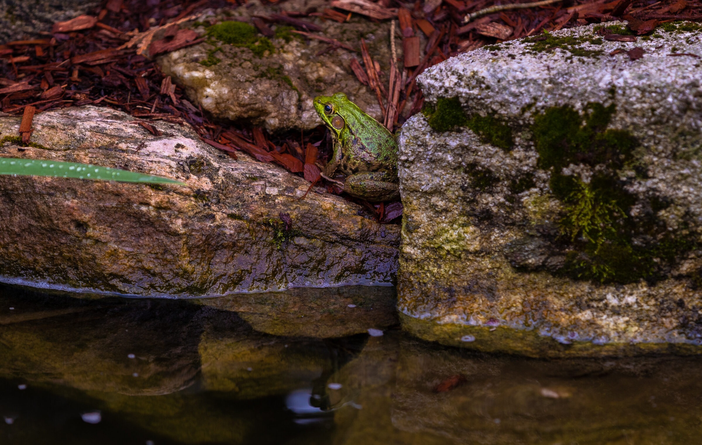 A green frog rests between mossy rocks, reflecting in a small body of water, surrounded by fallen leaves and wood mulch.