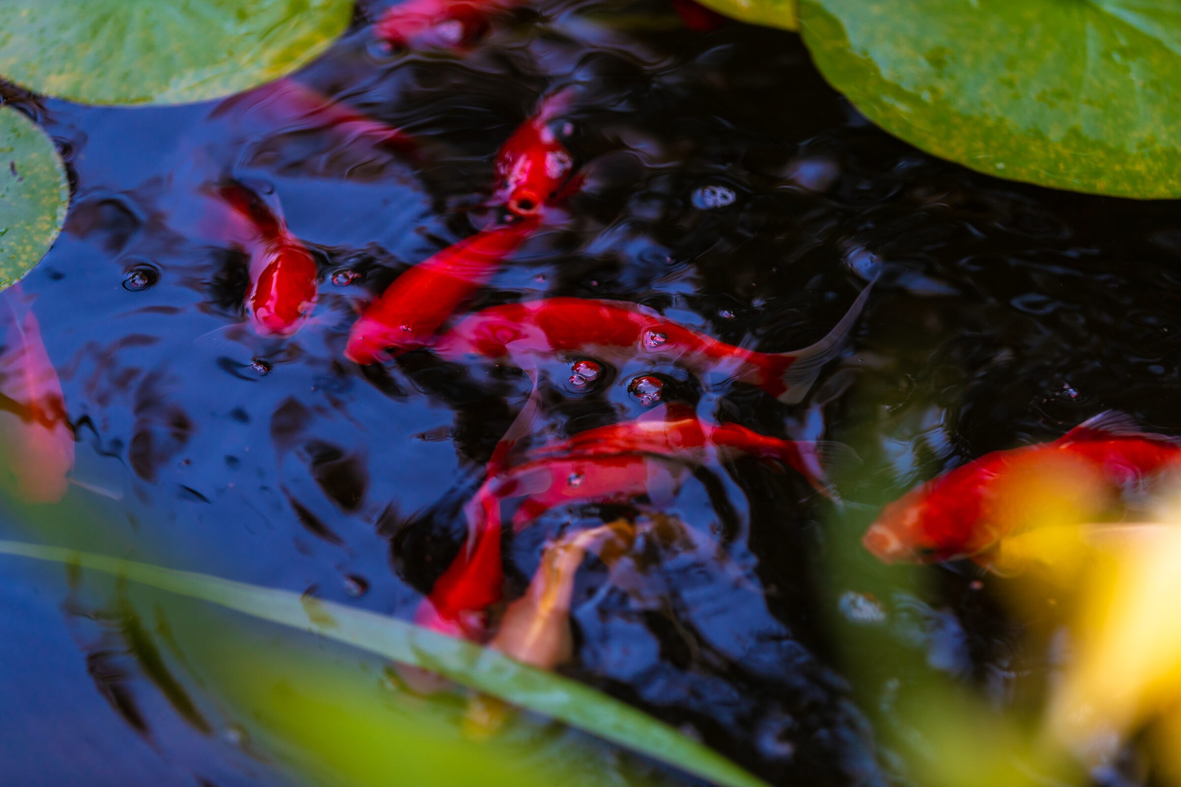 Bright red koi fish swim gracefully among lily pads in a serene pond, reflecting vibrant colors and creating ripples on the water's surface.
