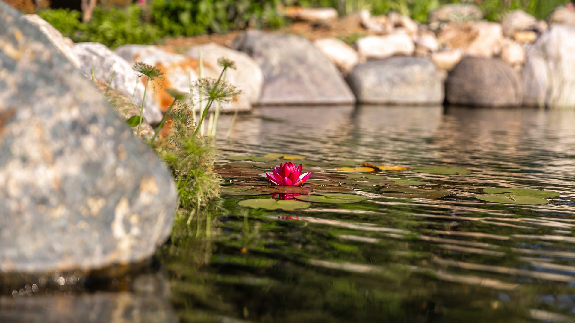 A vibrant pink water lily floats on a serene pond, surrounded by rocks and lush greenery, under soft, natural light.