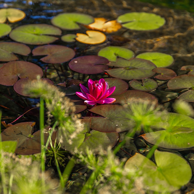 A vivid pink water lily blooms among round green lily pads in a tranquil pond, surrounded by soft-focused greenery, under sunlight.