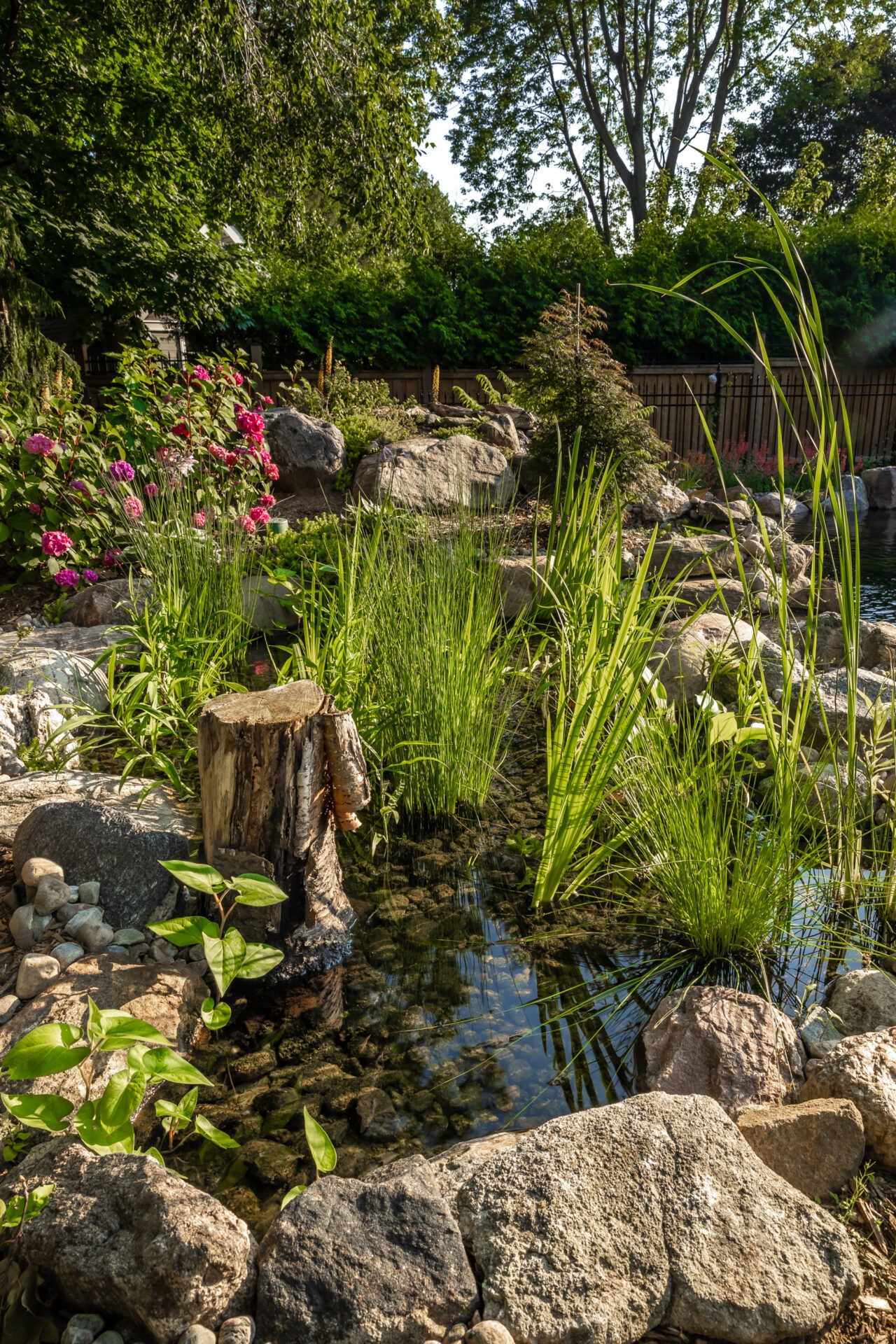 A serene garden pond surrounded by lush greenery, vibrant flowers, rocks, and a tree stump beside a wooden fence in daylight.