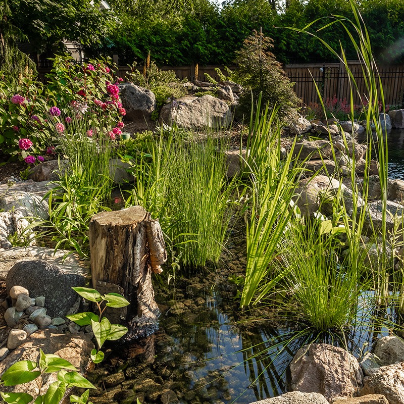 A serene garden features a small pond with rocks, lush greenery, and vibrant flowers. Sunlight highlights the tranquil, natural setting.