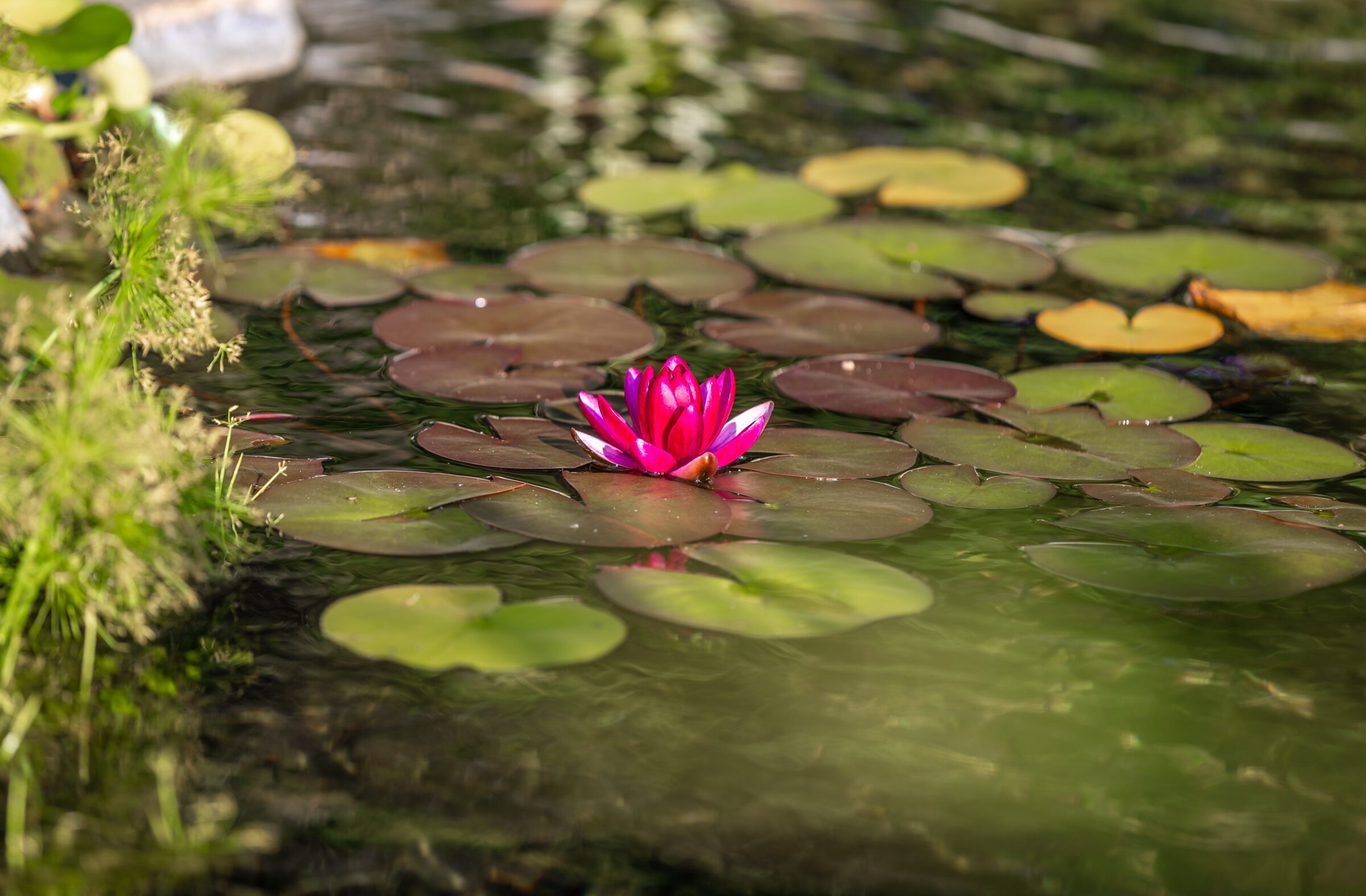 A vibrant pink water lily floats peacefully among green lily pads, reflecting sunlight in a tranquil pond surrounded by lush greenery.