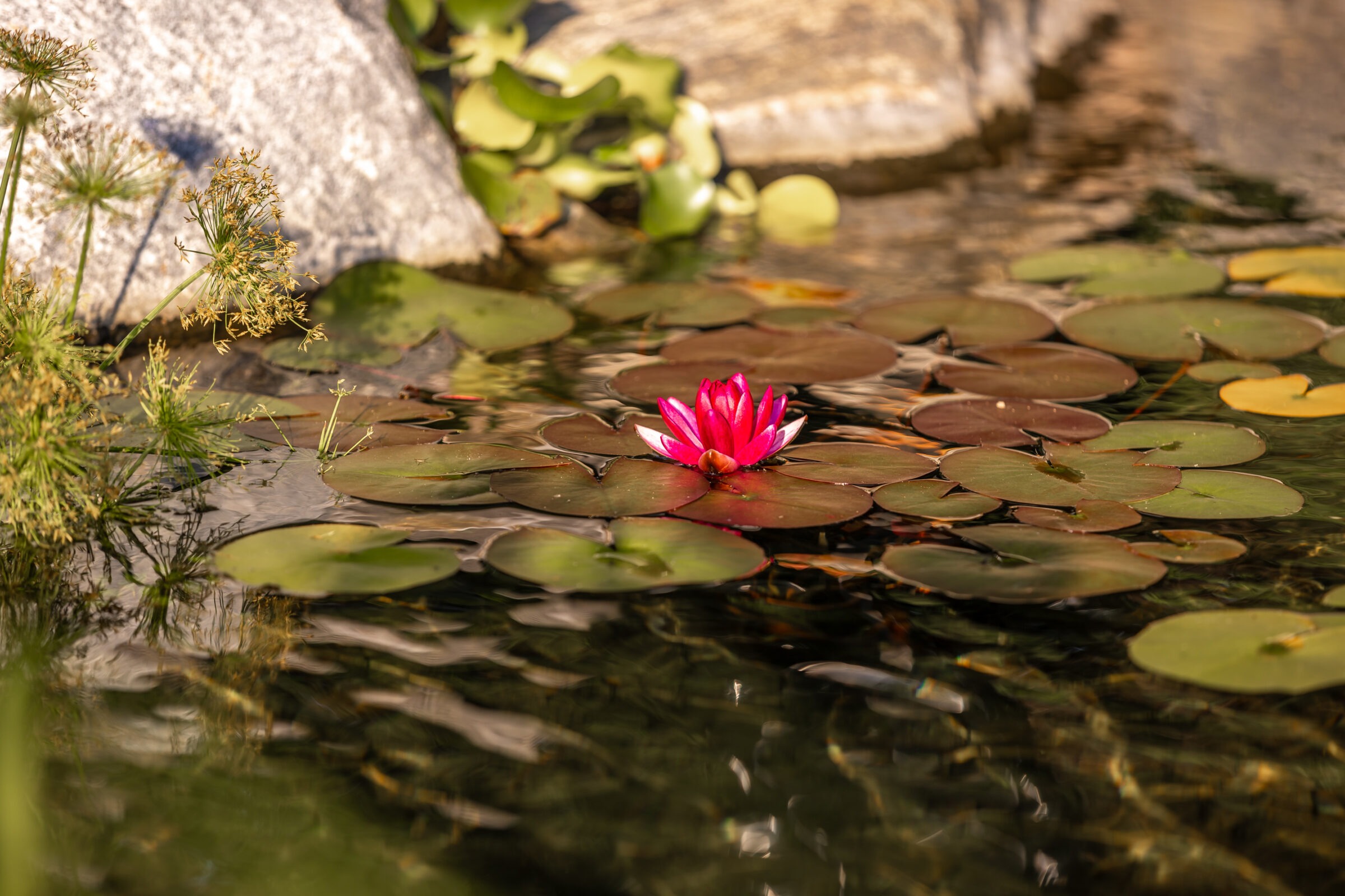 A vibrant pink water lily floats among green lily pads in a tranquil pond, surrounded by stones and lush foliage.