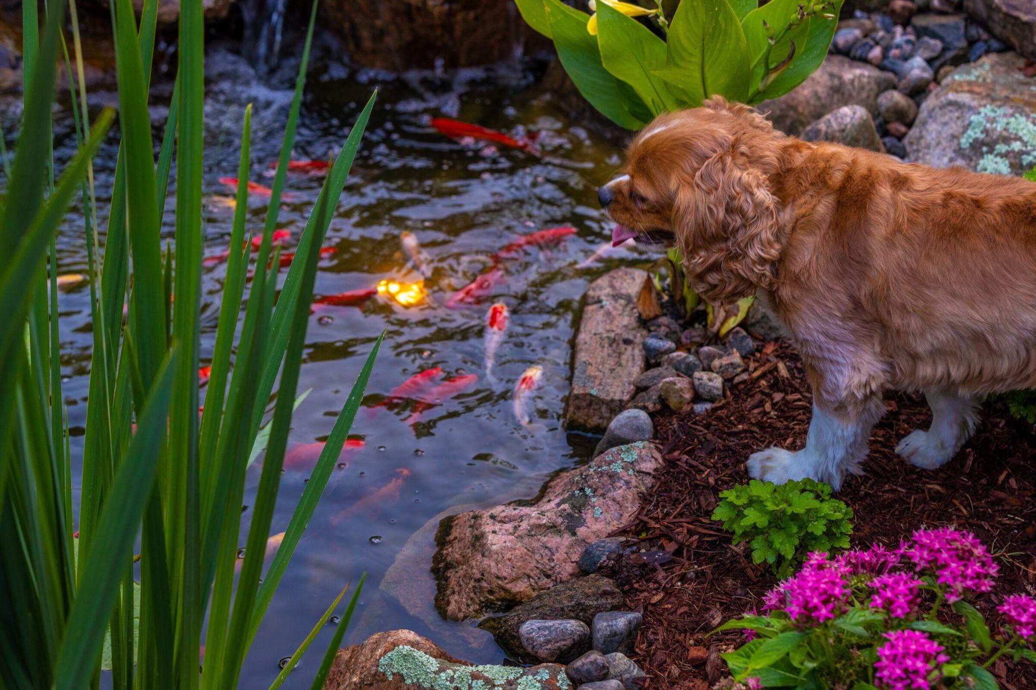 A small brown dog standing at the edge of a pond, looking down at colorful koi fish swimming near rocks and plants.