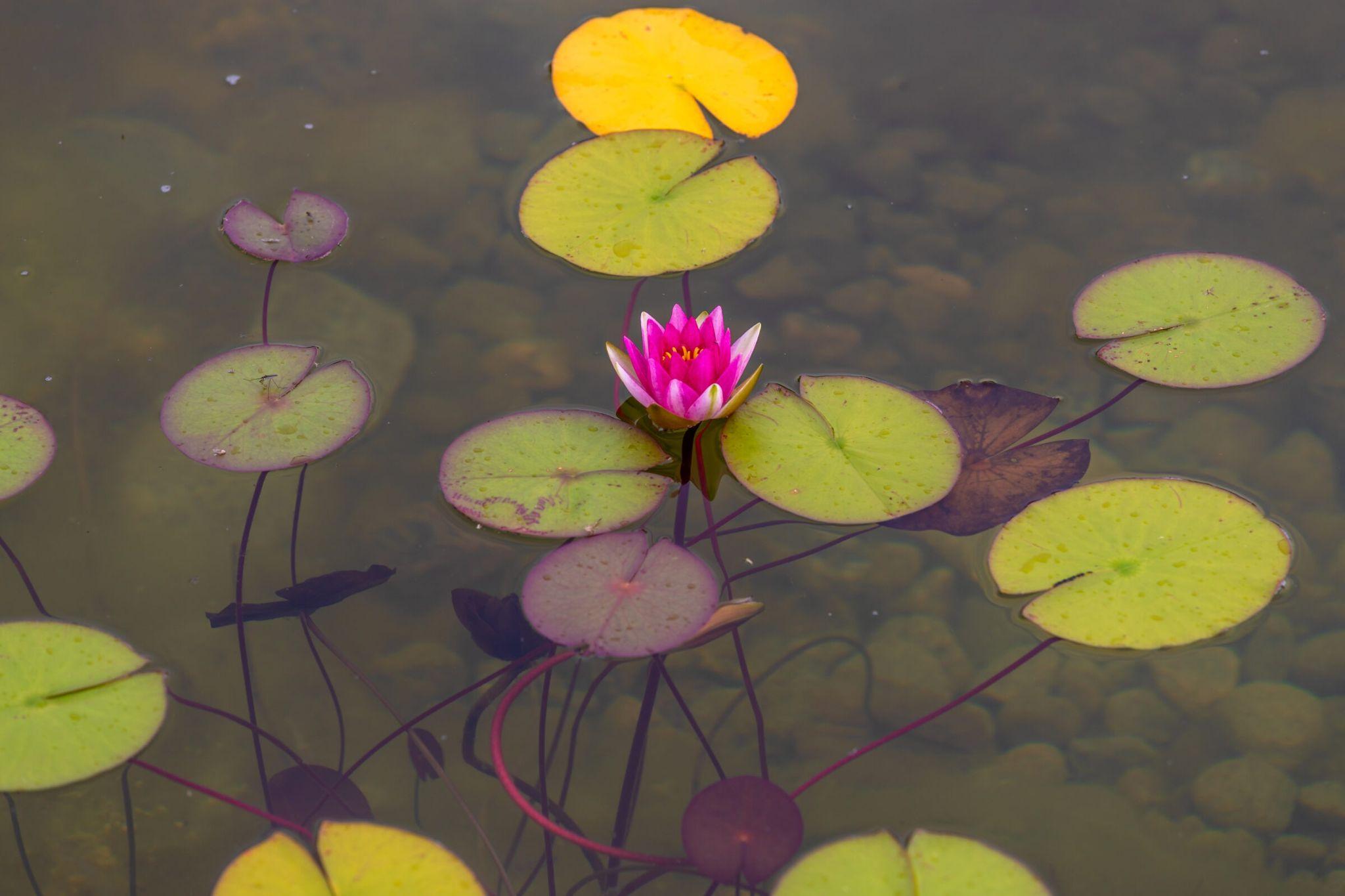 A vivid pink water lily blooming among round green lily pads on gently rippling pond water.