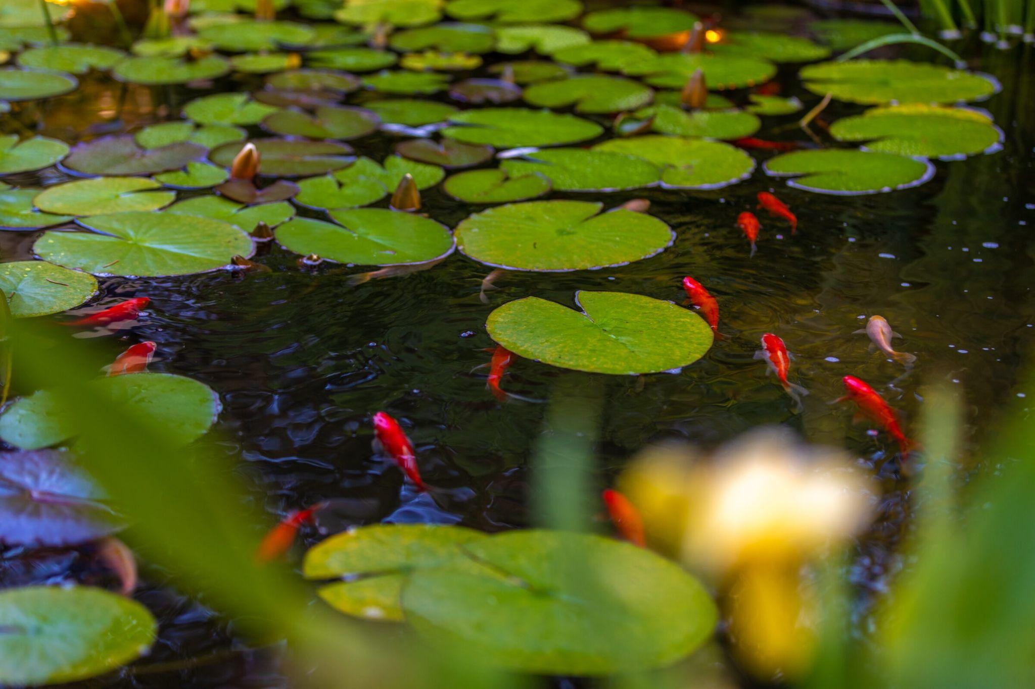 Bright orange koi fish swimming beneath overlapping green lily pads on a calm pond surface.
