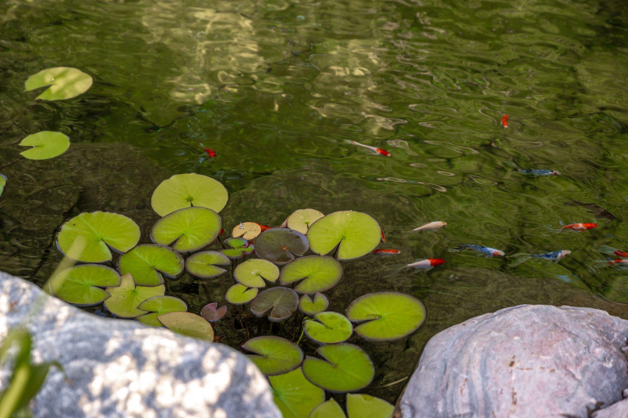 Koi fish swimming near lily pads in clear pond water