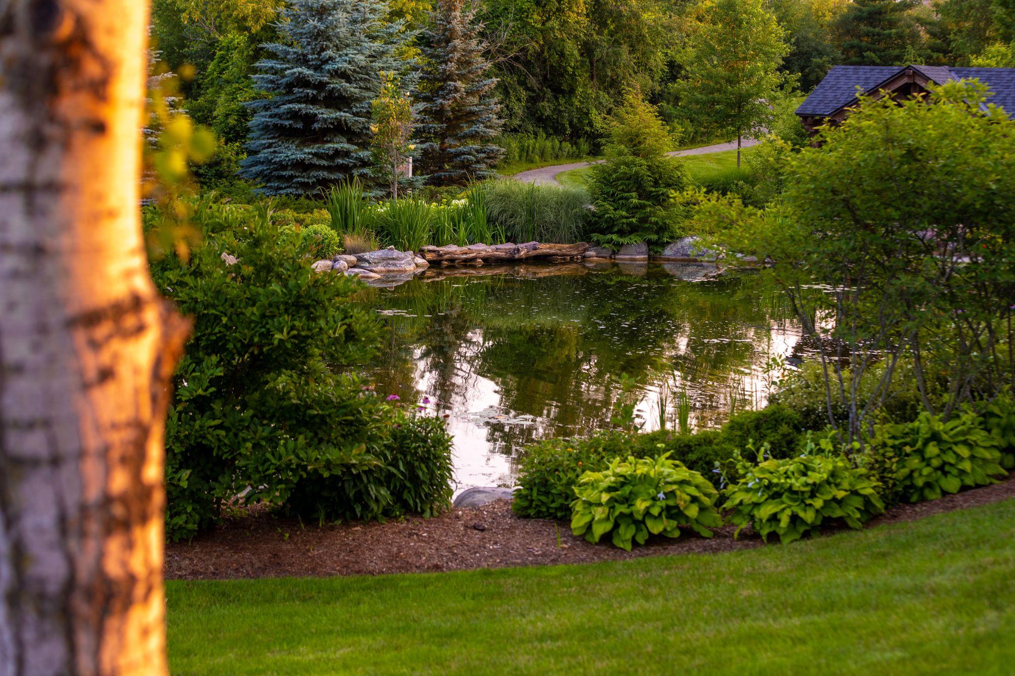 Landscaped garden pond surrounded by trees and natural planting